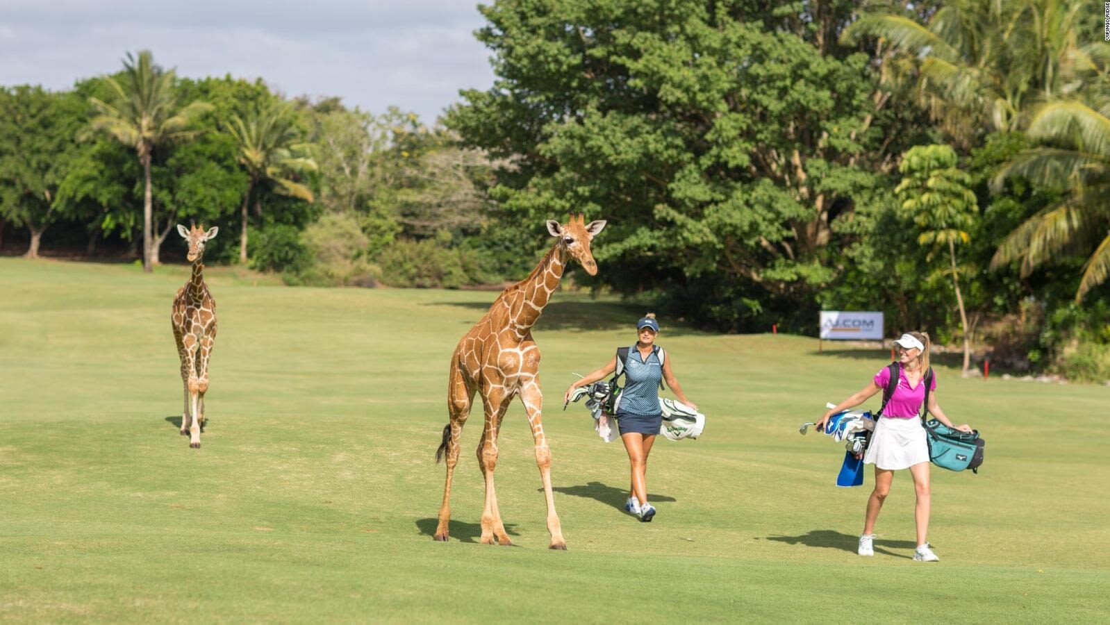 Kenya Golf & Wildlife Tours
